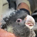 carnaby's black cockatoo chick