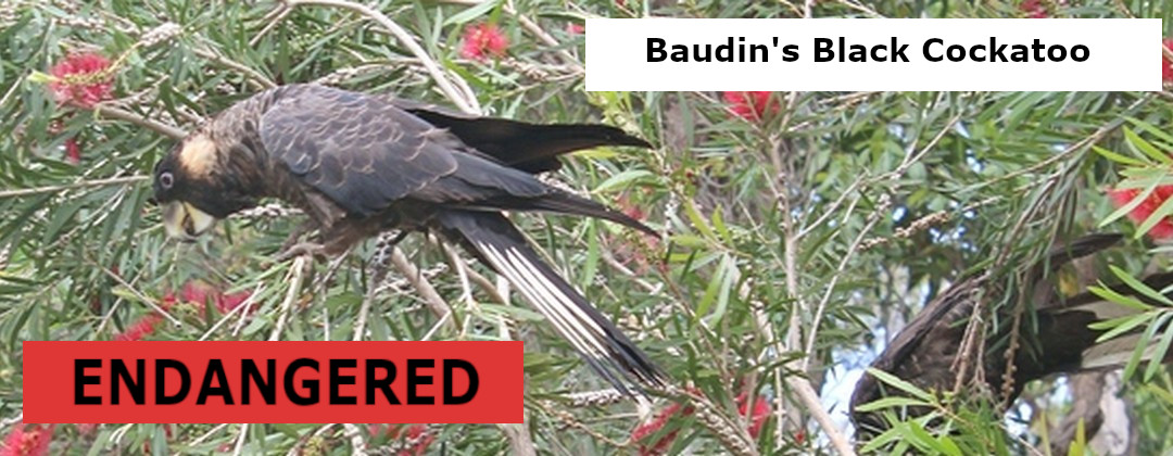 baudin's black cockatoo feeding in callistemon tree