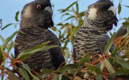 a pair of carnaby's black cockatoos sitting in a tree