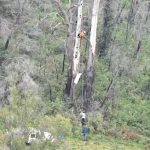 people installing an artificial nest box up a tall tree in forest
