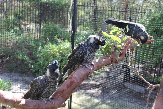 rescued black cockatoos in a cage